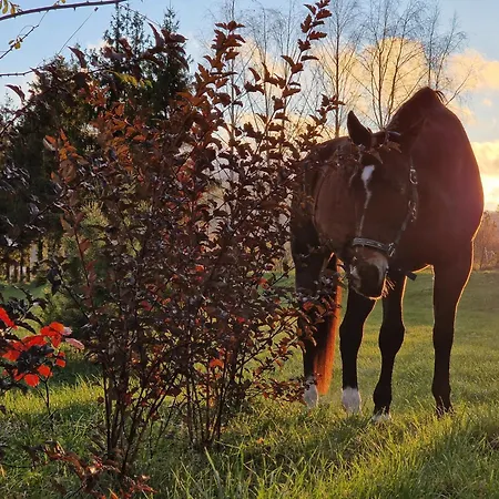 Dom Podroznika ゲストハウス